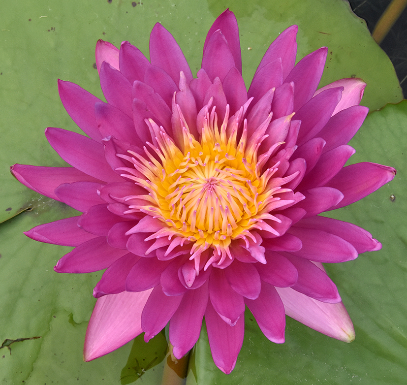 人文動態(tài)丨11個睡蓮新品種再獲國際登錄，累計(jì)登錄總數(shù)高達(dá)63個！