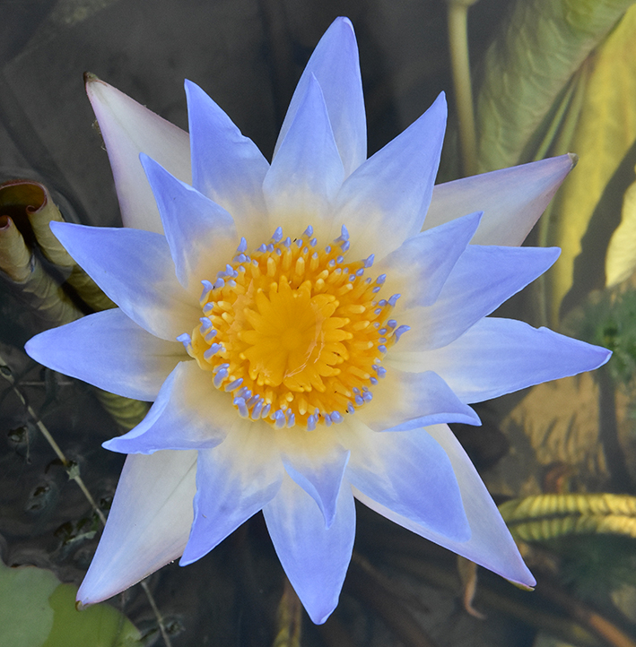 以“人文”為名，2022人文園林睡蓮國際登錄新品種賞析